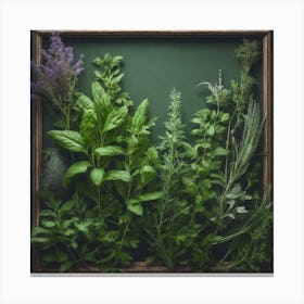 Fresh Herbs In A Wooden Frame 5 Canvas Print