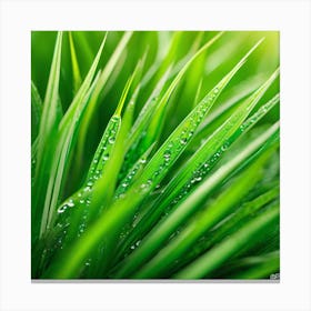 Green Grass With Water Droplets 2 Canvas Print