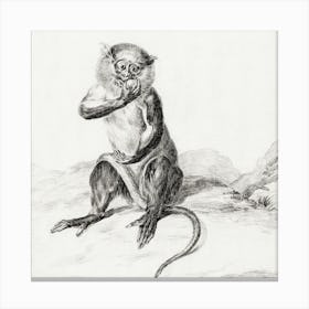 Sitting Monkey, Eating A Fruit, Jean Bernard Canvas Print