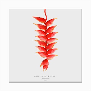 Lobster Claw Plant Off White Square Canvas Print