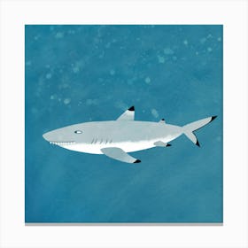 Black Tipped Reef Shark Canvas Print