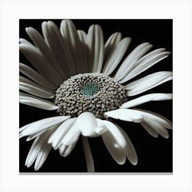 Daisy, Black And White, Dot Of Color, Lighting Canvas Print