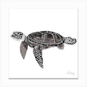 Black And White Turtle. 1 Canvas Print