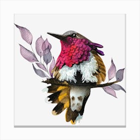 Hummingbird 5 Canvas Print