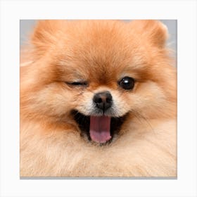 Pomeranian Canvas Print