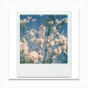 Polaroid Cherry Blossom 04 Canvas Print