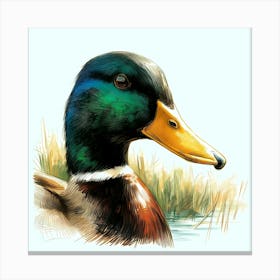 Duck Head Color Drawing - Wild Bird Artwork 130 Canvas Print