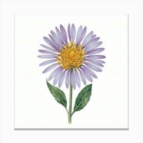 Aster Canvas Print