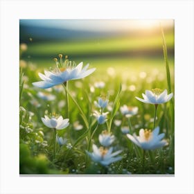 White Flowers In A Field Canvas Print