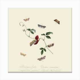 Butterfly And Flower Canvas Print