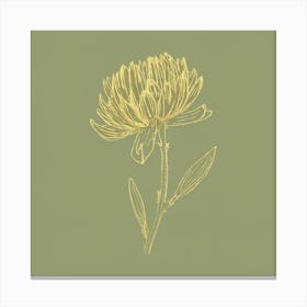 Daffodil Canvas Print