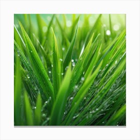 Green Grass With Water Droplets Canvas Print