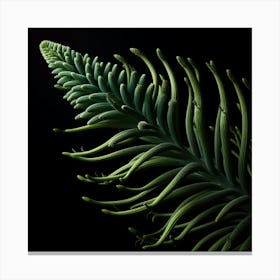 Cypress Canvas Print