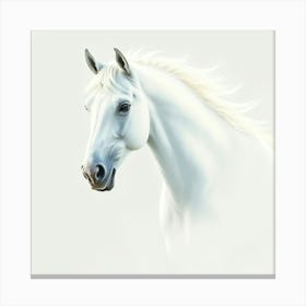 White Horse Canvas Print