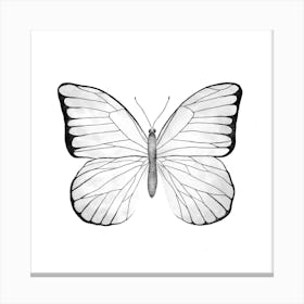 White Butterfly Square Canvas Print