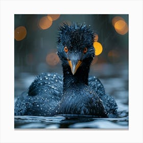 Black Duck In The Rain Canvas Print
