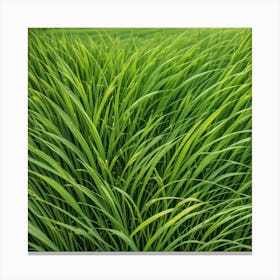 Rice Field Background Photo Canvas Print