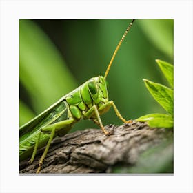 Grasshopper 10 Canvas Print