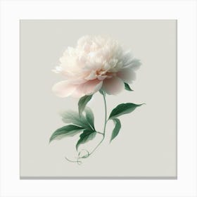 Peony 2 Canvas Print