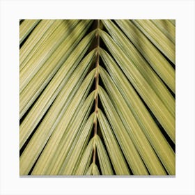 Palm Leaf In The Sun Square Canvas Print