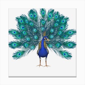 Blue Peacock Print Teal Feathers Clothes Canvas Print