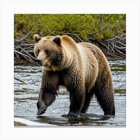 Grizzly Bear 15 Canvas Print