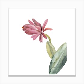 Botanical Illustration   Red Cactus Flower Canvas Print