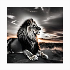 Lion At Sunset 8 Canvas Print