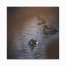 Duck With A Plan Square Canvas Print