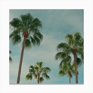 Summer Time With Green Palms And Blue Skies  Colour Travel Photography  Landscape Square Canvas Print