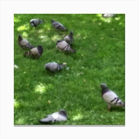 Pigeons In The Park Canvas Print