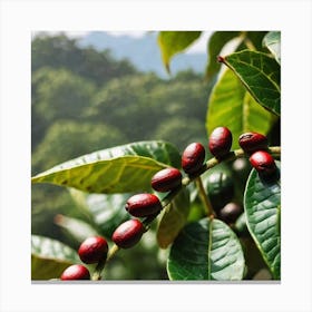 Coffee Beans On A Tree 39 Canvas Print
