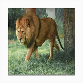 Lion Walking In The Grass Canvas Print