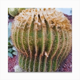 Cactus 12 Canvas Print