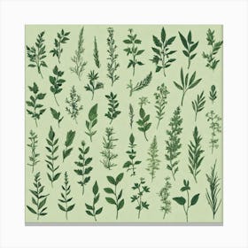 Thyme 6 Canvas Print