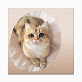 cat nice Canvas Print