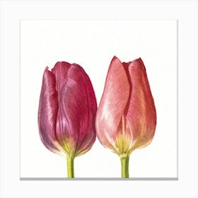 Watercolor Tulips Canvas Print