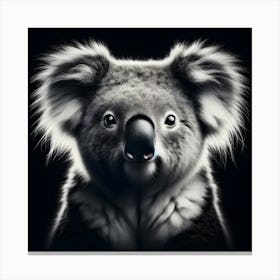 Koala portrait on black background 3 Canvas Print