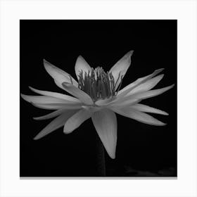 Black And White Lotus Flower Canvas Print