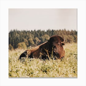 Buffalo Resting Canvas Print