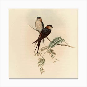 Two Swallows Perched On A Branch 1 Canvas Print