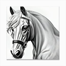 Horse Portrait Canvas Print