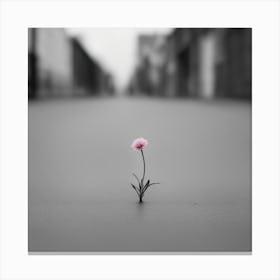 Flower In The Street Canvas Print