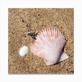 Shells Canvas Print