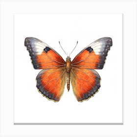 Butterfly 32 Canvas Print