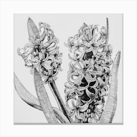 Hyacinths Canvas Print