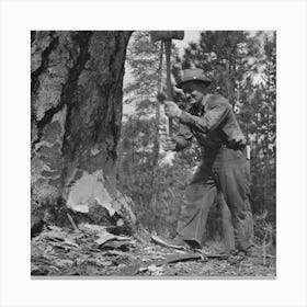 Untitled Photo, Possibly Related To Grant County, Oregon, Malheur National Forest, Lumberjack Starting The Canvas Print