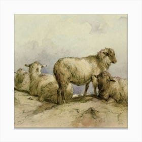 Sheeps 1 Canvas Print