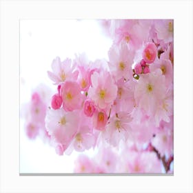 Cherry Blossoms Canvas Print