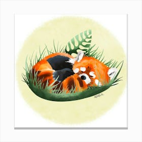 Panda roux Canvas Print